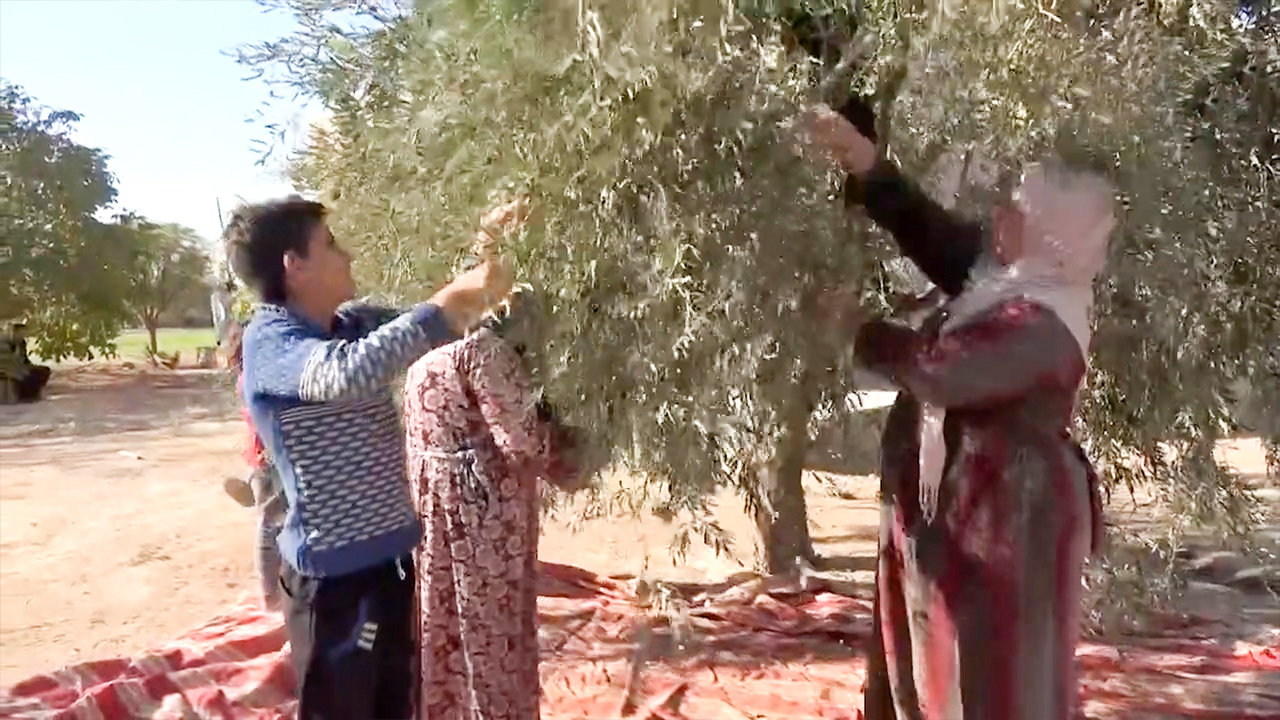 Women of Kobani hurry together to harvest the last olives of the year