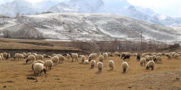Turkey: Economic crisis brings hard days for livestock breeders