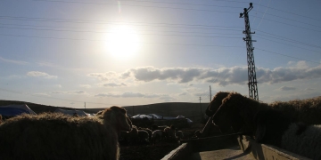 Villagers try to save 16,000 sheep as Turkish power company cuts off electricity to water wells