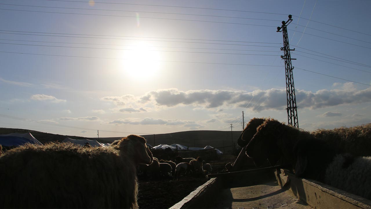 Villagers try to save 16,000 sheep as Turkish power company cuts off electricity to water wells