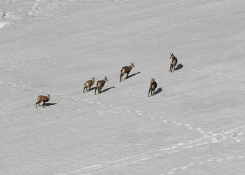 Turkey: Chamois spotted in Munzur mountains near Dersim