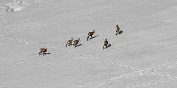 Turkey: Chamois spotted in Munzur mountains near Dersim