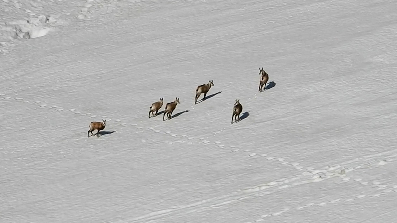 Turkey: Chamois spotted in Munzur mountains near Dersim
