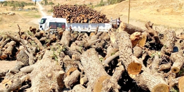 Village guards from Turkey pillaging forests in South Kurdistan