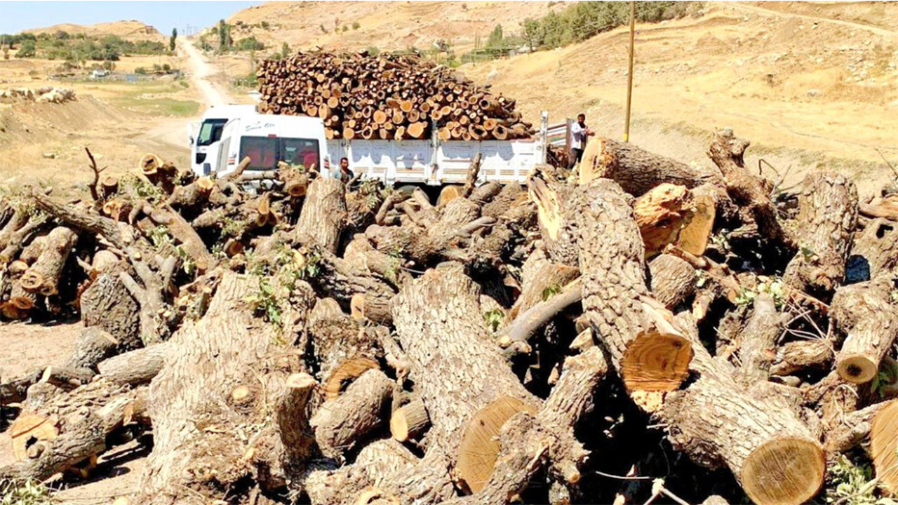 Village guards from Turkey pillaging forests in South Kurdistan