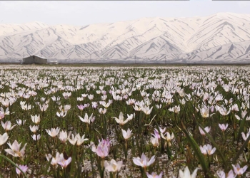 Flowering of snowdrops in Yüksekova highlands signal arrival of spring