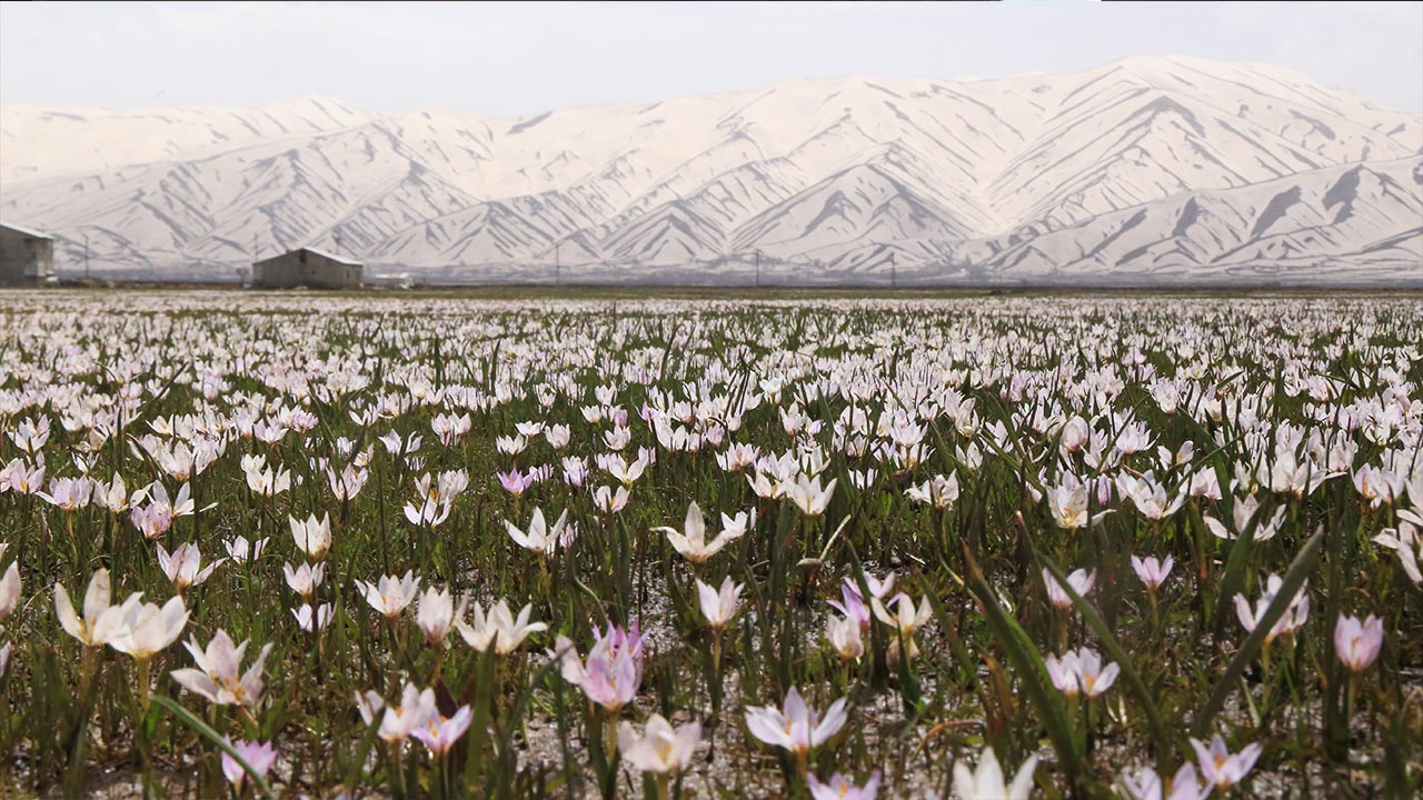 Flowering of snowdrops in Yüksekova highlands signal arrival of spring