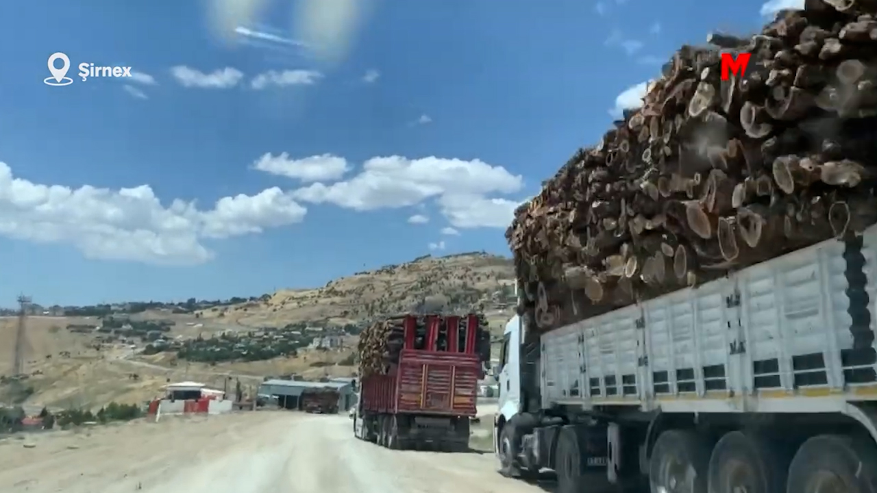 Turkey: Şırnak loses 7 pct of forest cover in seven months
