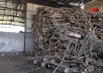 Deforestation encouraged by the Turkish authorities in Kurdish-majority province