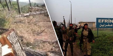 Turkey arrests 75 people, chops thousands of trees in Syria’s Afrin in September