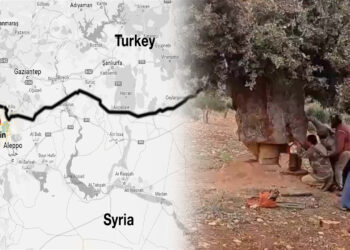 Turkish-backed armed groups continue cutting down trees in Syria’s Afrin