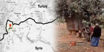 Turkish-backed armed groups continue cutting down trees in Syria’s Afrin