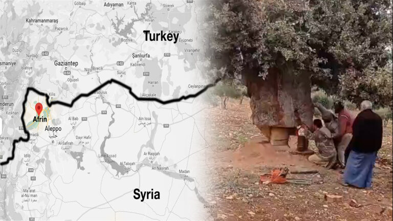 Turkish-backed armed groups continue cutting down trees in Syria’s Afrin