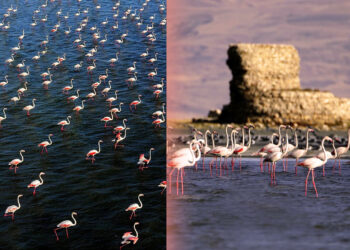 Fire destroys reed beds in east Turkey’s “bird paradise”