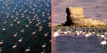 Fire destroys reed beds in east Turkey’s “bird paradise”