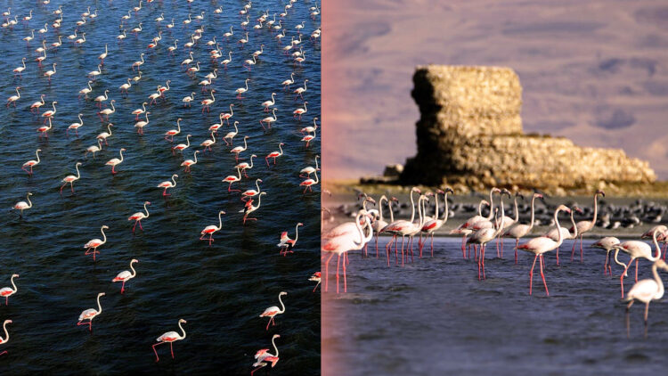 Fire destroys reed beds in east Turkey’s “bird paradise”