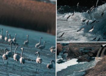 Turkey’s Lake Van threatened by pollution as wastewater treatment plant fails to safeguard ecosystem
