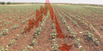 Turkey: Kurdish farmers struggle to survive amidst agricultural challenges, some leave lands