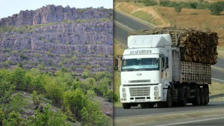 Turkey’s forests become sources of ‘easy money’