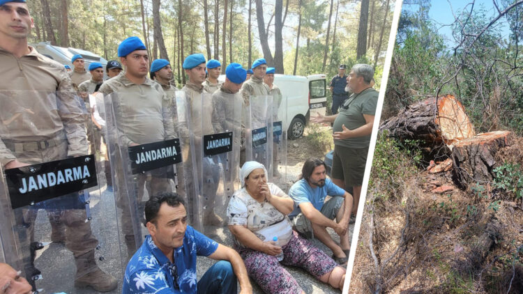 Logging begins in Turkey’s Akbelen forest under coal mine project, environmental protesters face harsh intervention