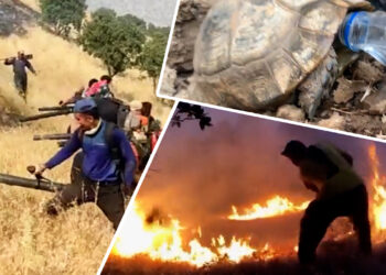 Massive fires in the forests of Marivan