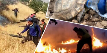 Massive fires in the forests of Marivan