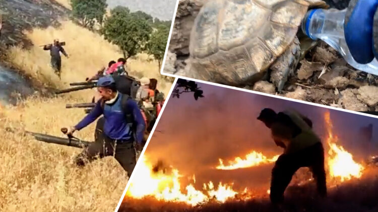 Massive fires in the forests of Marivan