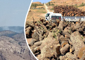 Turkey deliberately targeting forests part of attack on Kurdish identity: politician