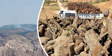 Turkey deliberately targeting forests part of attack on Kurdish identity: politician