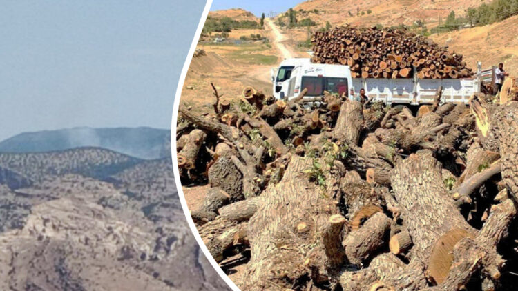 Turkey deliberately targeting forests part of attack on Kurdish identity: politician