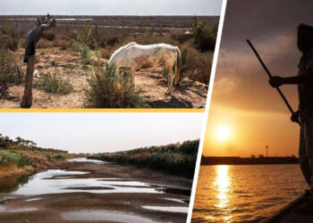 Endangered fish species in the Tigris, Euphrates rivers face increased threats from pollution, dams