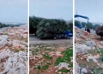 Evidence surfaces of Turkish-backed militias uprooting, selling Afrin’s olive trees