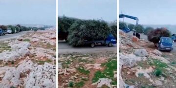 Evidence surfaces of Turkish-backed militias uprooting, selling Afrin’s olive trees