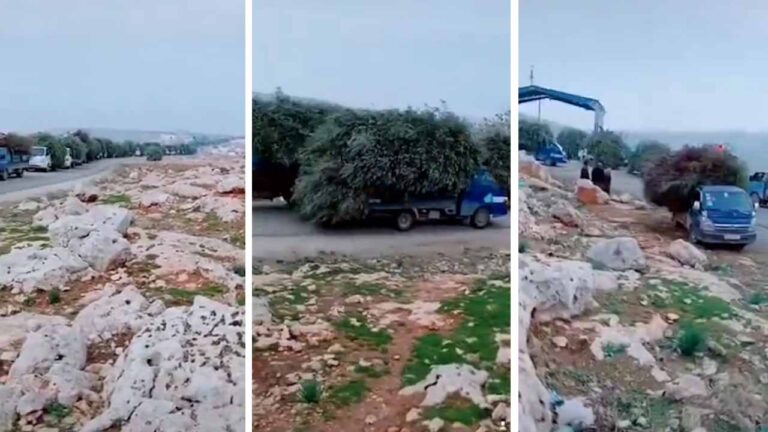 Evidence surfaces of Turkish-backed militias uprooting, selling Afrin’s olive trees
