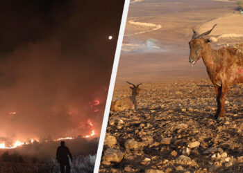 Turkish state officials late to react to large fires raging between Mardin and Diyarbakır