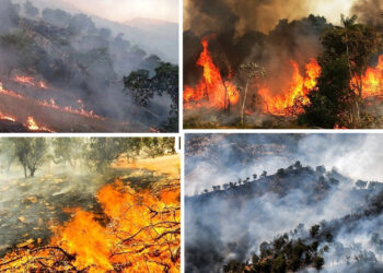 Zagros forests under siege by wildfires in Eastern Kurdistan