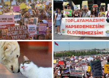 Animal rights activists protest new law allowing stray animal killings in Turkey