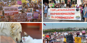 Animal rights activists protest new law allowing stray animal killings in Turkey