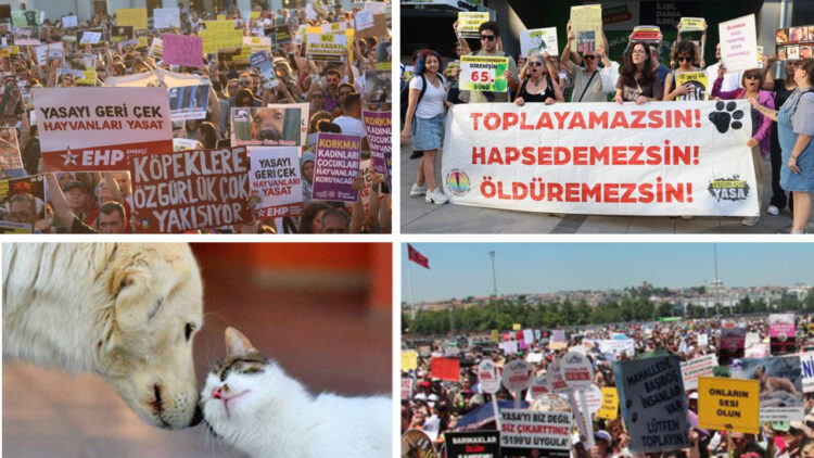 Animal rights activists protest new law allowing stray animal killings in Turkey