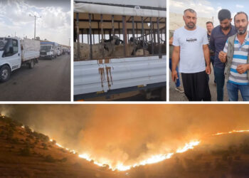 Shepherds give fire victims 350 sheep in an act of solidarity