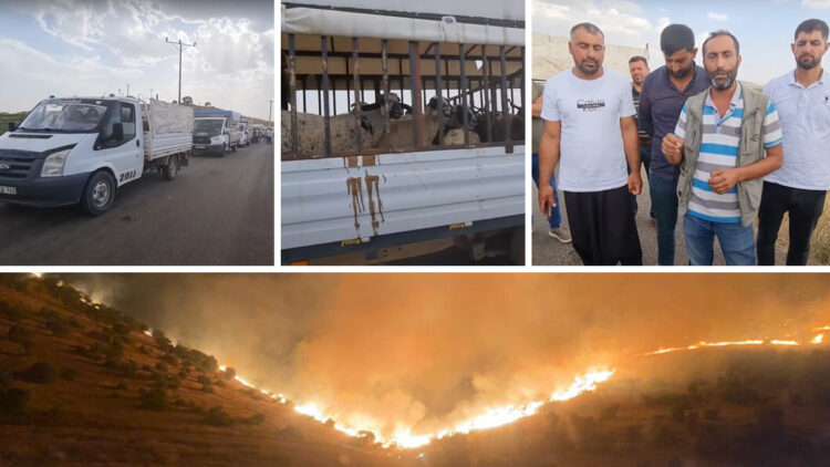 Shepherds give fire victims 350 sheep in an act of solidarity