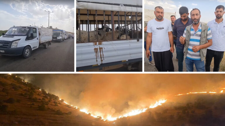 Shepherds give fire victims 350 sheep in an act of solidarity