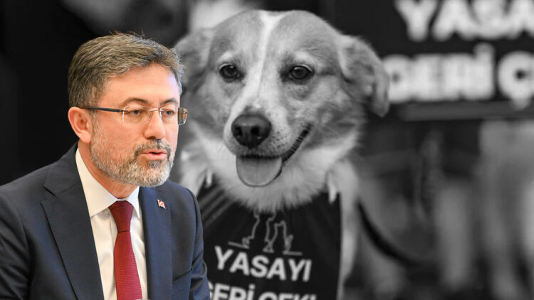 Turkish minister threatens municipal mayors with prison over stray dog law