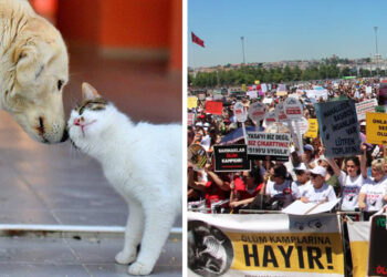 Turkey debates contentious stray animal law amid protests