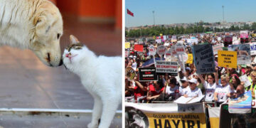 Turkey debates contentious stray animal law amid protests