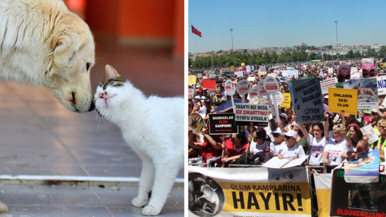 Turkey debates contentious stray animal law amid protests