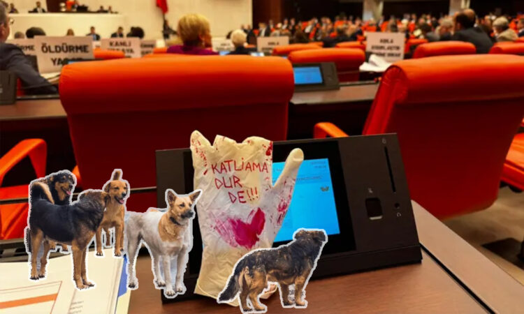 Turkish parliament passes law permitting euthanasia of stray dogs