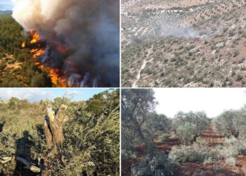 Turkey-backed mercenaries devastate Afrin’s fruit, olive trees