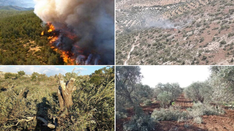 Turkey-backed mercenaries devastate Afrin’s fruit, olive trees