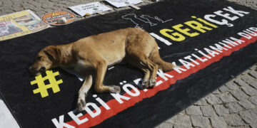 DEM Party rejects new animal law: Turkish gov’t ‘enemy of nature’